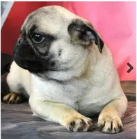 Gnocchi, a female Pug for sale in Salina, KS – Photo 3 of 3