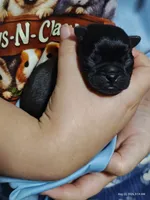Pugsly Pug Man, a male Pug for sale in Salina, KS – 1 of 4