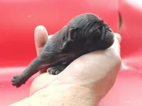 Harris, a male Pug for sale in Salina, KS – Photo 2 of 5