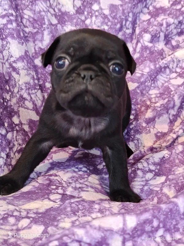 Harris – Pug puppy for sale in Salina, KS