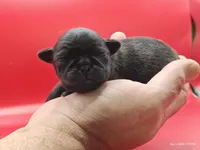 Harris, a male Pug for sale in Salina, KS – Photo 4 of 5