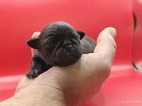 Harris, a male Pug for sale in Salina, KS – Photo 3 of 5