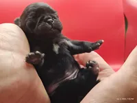 Harris, a male Pug for sale in Salina, KS – Photo 5 of 5