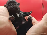 Harris, a male Pug for sale in Salina, KS – Photo 1 of 5