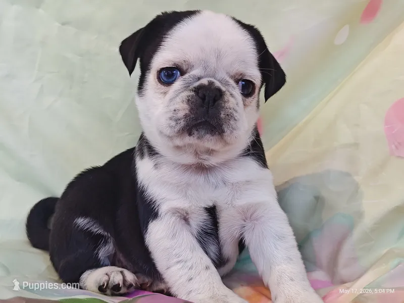 Flora – Pug puppy for sale in Salina, KS