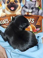 Pugsly Pug Man, a male Pug for sale in Salina, KS – 2 of 4