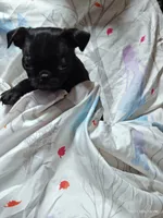 Katie Pug Love girl, a female Pug for sale in Salina, KS – 2 of 10