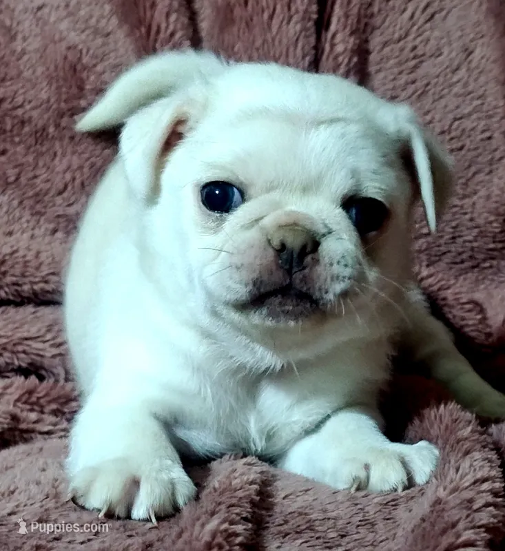 Lola  – Pug puppy for sale in Salina, KS