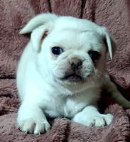 Lola , a male Pug for sale in Salina, KS – 1 of 9
