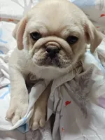Doug on SALE!, a male Pug for sale in Salina, KS – 2 of 8