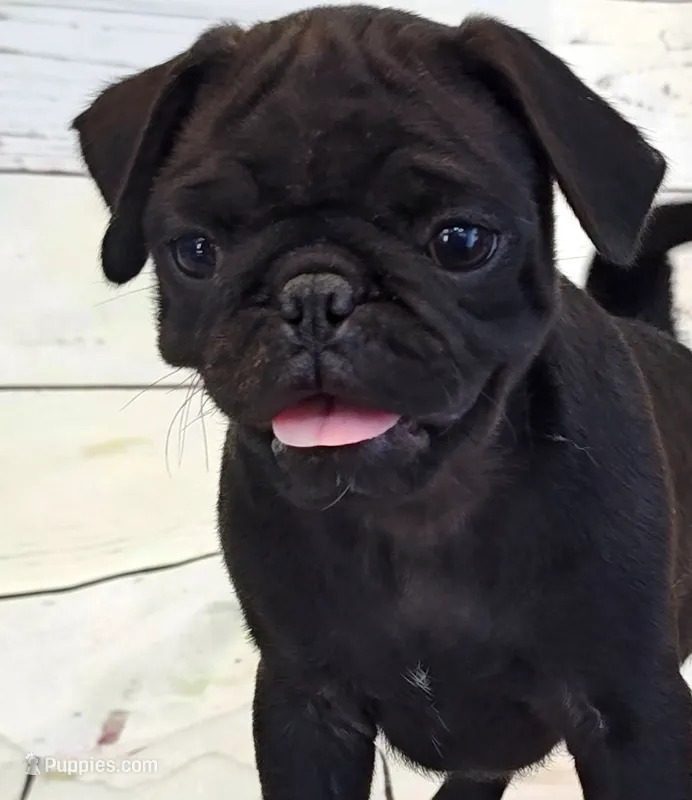 Ellis – Pug puppy for sale in Salina, KS