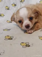 Nugget, a female Chihuahua for sale in Salina, KS – 4 of 4