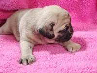 Mitten, a female Pug for sale in Salina, KS – Photo 7 of 10