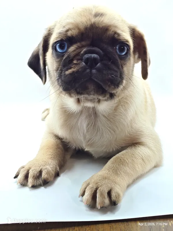 Mitten – Pug puppy for sale in Salina, KS