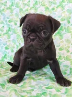 MINNIE, a female Pug for sale in Salina, KS – 4 of 4