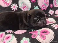 MINNIE, a female Pug for sale in Salina, KS – 9 of 10