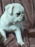 Lola , a male Pug for sale in Salina, KS – 2 of 9