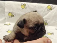 Buster the Perfect Pug Boy, a male Pug for sale in Salina, KS – 6 of 9