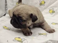 Buster the Perfect Pug Boy, a male Pug for sale in Salina, KS – 2 of 9