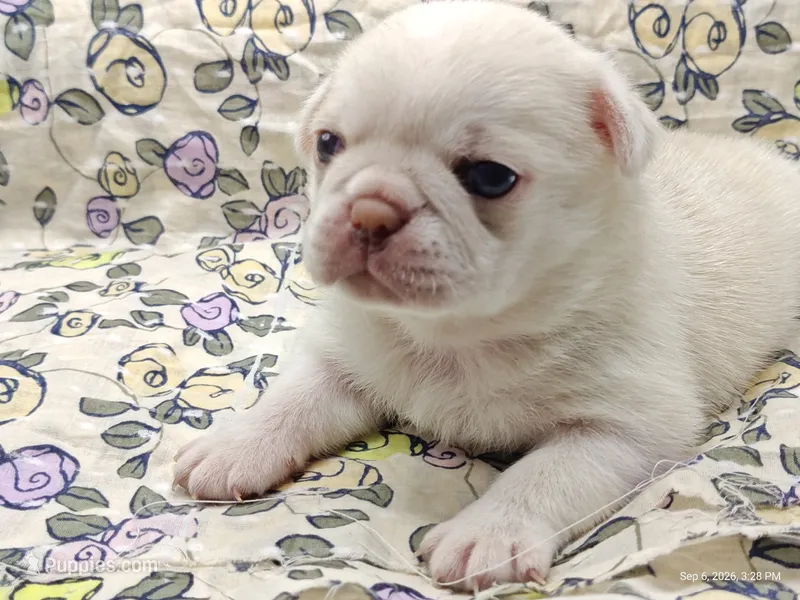 Lola Cream Pug Girl – Pug puppy for sale in Salina, KS