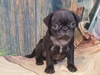 Harris, a male Pug for sale in Salina, KS – 5 of 6