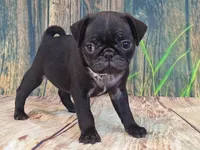 Harris, a male Pug for sale in Salina, KS – 4 of 6