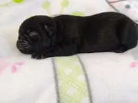 BABBS, a female Pug for sale in Salina, KS – 5 of 9