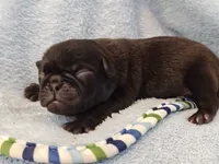 MICKEY, a male Pug for sale in Salina, KS – 10 of 10