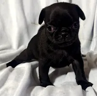 Katie Pug Love girl, a female Pug for sale in Salina, KS – 8 of 10