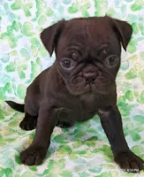 MINNIE, a female Pug for sale in Salina, KS – 2 of 4