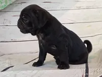 Ellis, a male Pug for sale in Salina, KS – 5 of 7
