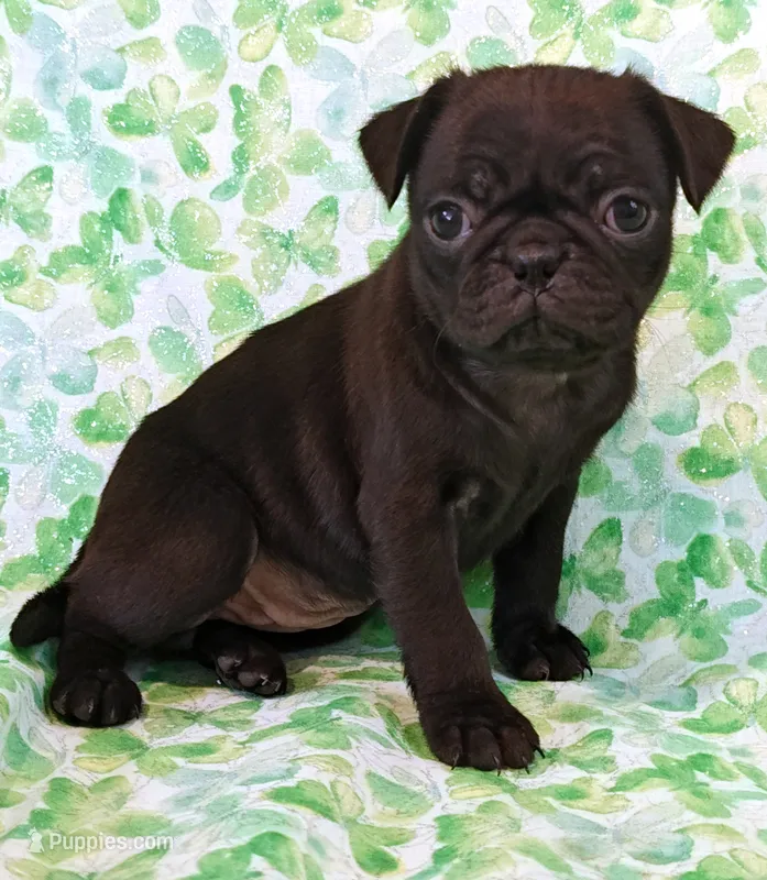 MINNIE – Pug puppy for sale in Salina, KS