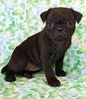 MINNIE, a female Pug for sale in Salina, KS – 1 of 4