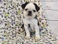 Flora, a female Pug for sale in Salina, KS – 7 of 10