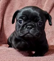 Mochi Missy Black Pug Girl, a female Pug for sale in Salina, KS – 3 of 6