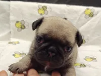 Buster the Perfect Pug Boy, a male Pug for sale in Salina, KS – 4 of 9