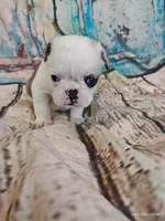 Aurora, a female Pug for sale in Salina, KS – 6 of 6