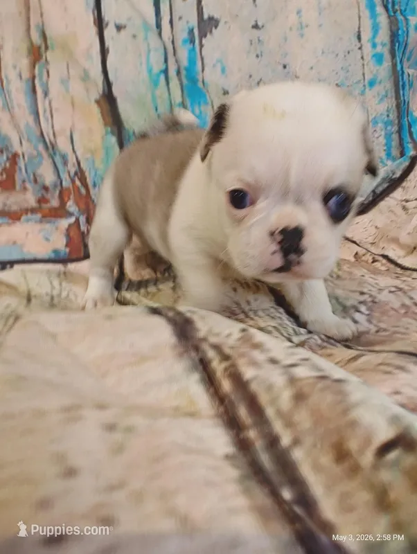 Aurora – Pug puppy for sale in Salina, KS