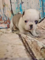 Aurora, a female Pug for sale in Salina, KS – 1 of 6