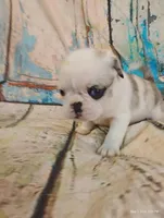 Aurora, a female Pug for sale in Salina, KS – 3 of 6