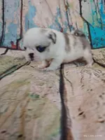 Aurora, a female Pug for sale in Salina, KS – 2 of 6