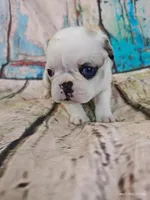 Aurora, a female Pug for sale in Salina, KS – 5 of 6