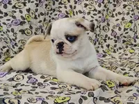 Aurora, a female Pug for sale in Salina, KS – 3 of 10