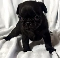 Katie Pug Love girl, a female Pug for sale in Salina, KS – 7 of 10