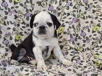 Flora, a female Pug for sale in Salina, KS – 2 of 10
