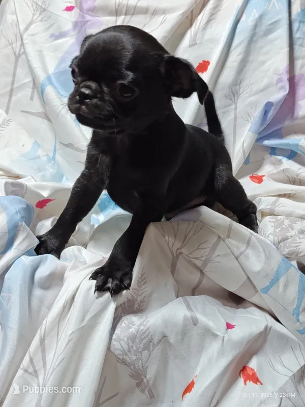 Katie Pug Love girl – Pug puppy for sale in Salina, KS