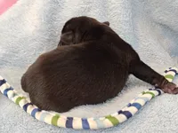 MICKEY, a male Pug for sale in Salina, KS – 5 of 10