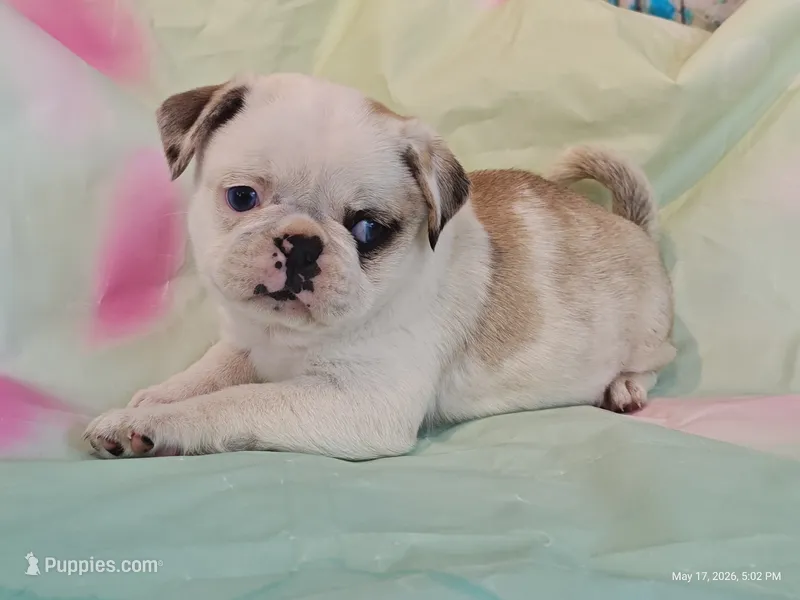 Aurora – Pug puppy for sale in Salina, KS
