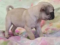 Merida , a female Pug for sale in Salina, KS – 10 of 10