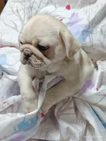 Doug on SALE!, a male Pug for sale in Salina, KS – 7 of 8